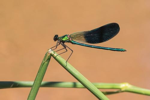 Calopteryx xanthostoma